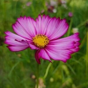 El presagio de Pan Naukowiec