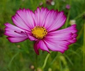 El presagio de Pan Naukowiec